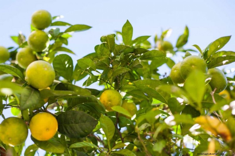 Ingiallimento delle foglie di agrumi:cause, soluzioni e cura degli alberi 