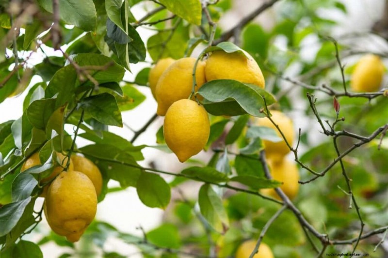 Ingiallimento delle foglie di agrumi:cause, soluzioni e cura degli alberi 