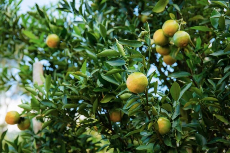 Ingiallimento delle foglie di agrumi:cause, soluzioni e cura degli alberi 