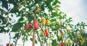 Accelerate Pepper Growth:En komplett guide för hem- och kommersiella odlare 