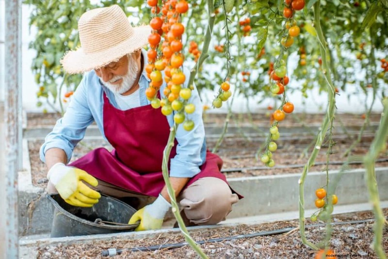健康なトマト作物のための有機害虫駆除 |持続可能な農業 