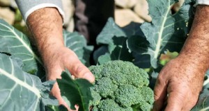 Broccolicultivars:een gids voor het kiezen van de beste variëteiten voor uw boerderij 