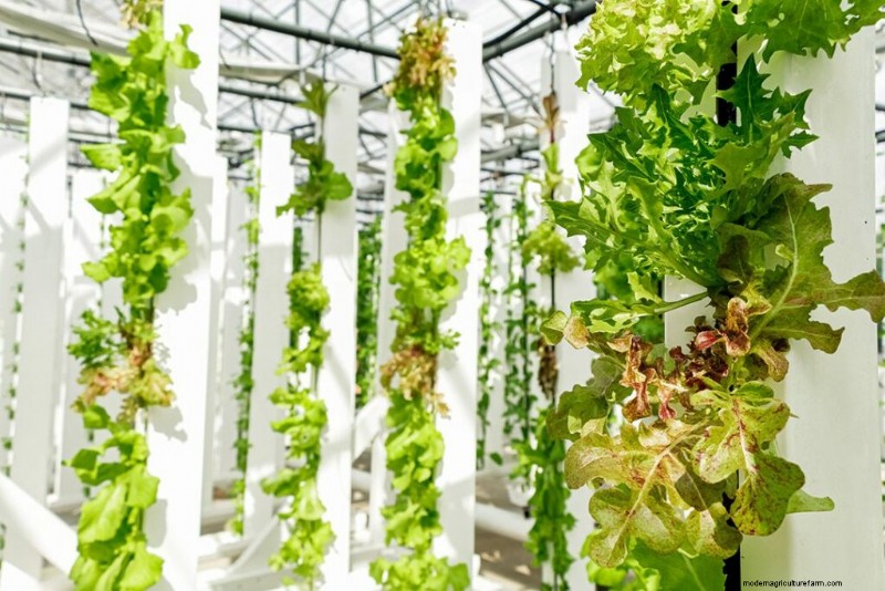 Pertanian Vertikal Selada:Produksi, Manfaat &Fakta Singkat | ZipGrow 