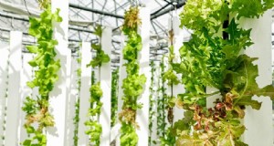 Coltivazione verticale della lattuga:produzione, vantaggi e fatti in breve | ZipGrow 