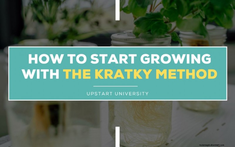 屋内農業技術:Kratky メソッドとグロー ライト 