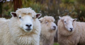 Ganado para la agricultura:elección de los animales adecuados para su pequeña granja 