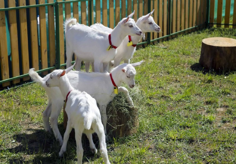 Ternak untuk Homesteading:Memilih Hewan yang Tepat untuk Peternakan Kecil Anda 
