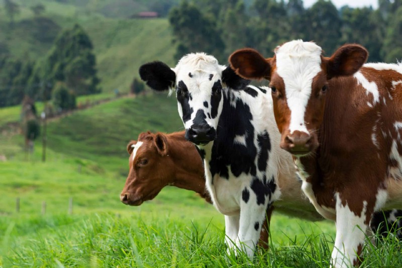 Ternak untuk Homesteading:Memilih Hewan yang Tepat untuk Peternakan Kecil Anda 