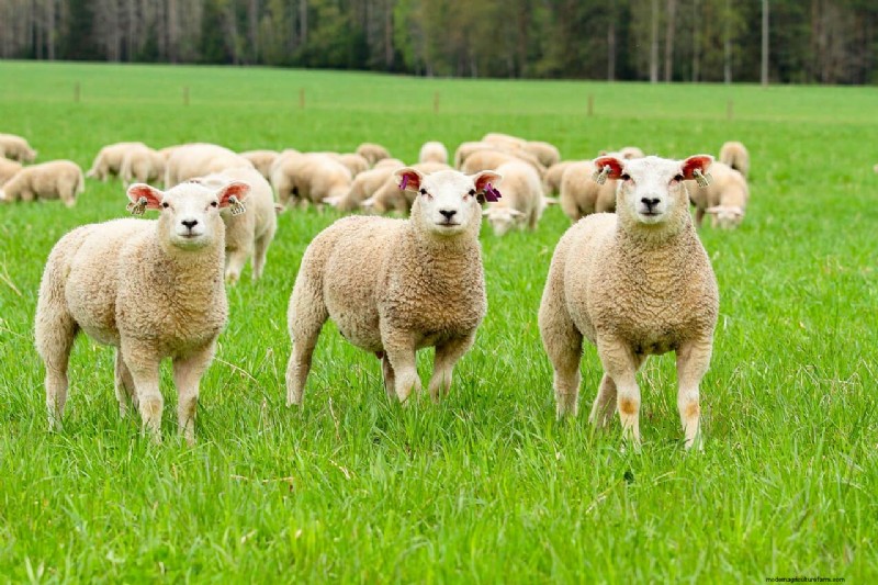 Ternak untuk Homesteading:Memilih Hewan yang Tepat untuk Peternakan Kecil Anda 