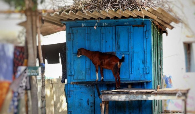 Ternak untuk Homesteading:Memilih Hewan yang Tepat untuk Peternakan Kecil Anda 