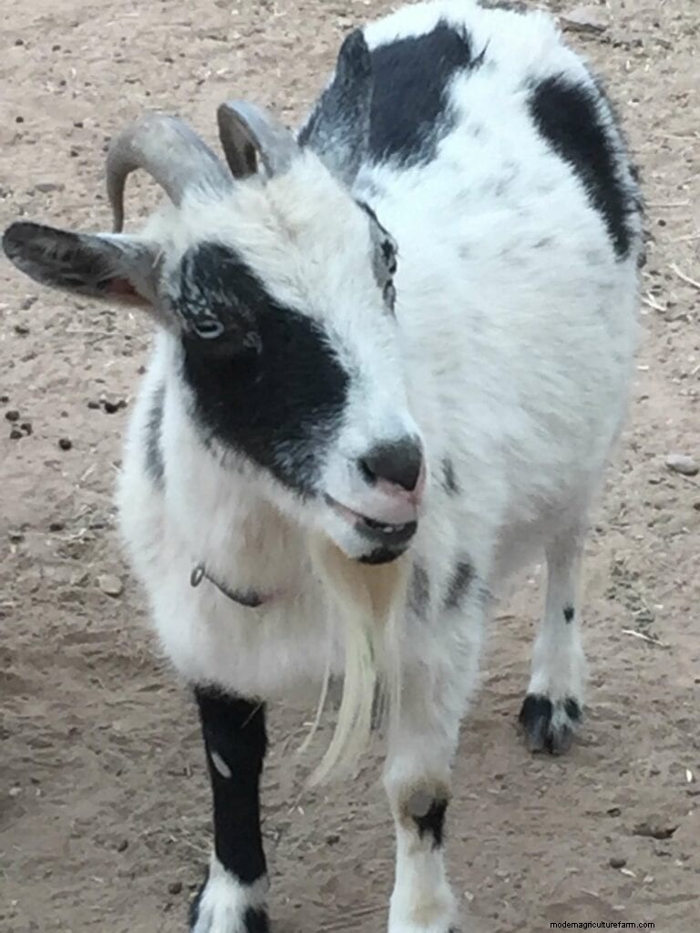 Razze di capre:una guida alle capre da latte, carne e fibre 