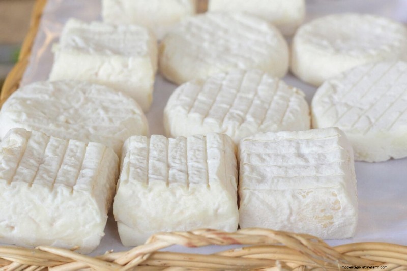 Razze di capre:una guida alle capre da latte, carne e fibre 
