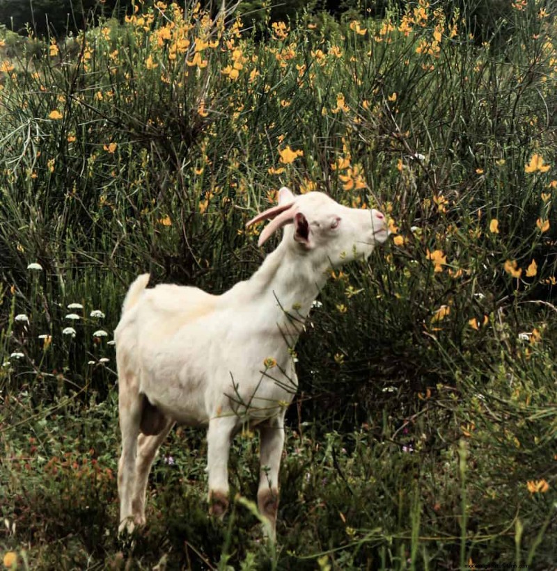 Razze di capre:una guida alle capre da latte, carne e fibre 
