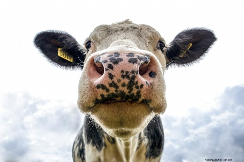 Nombres únicos de vacas:más de 777 ideas para cada bovino 