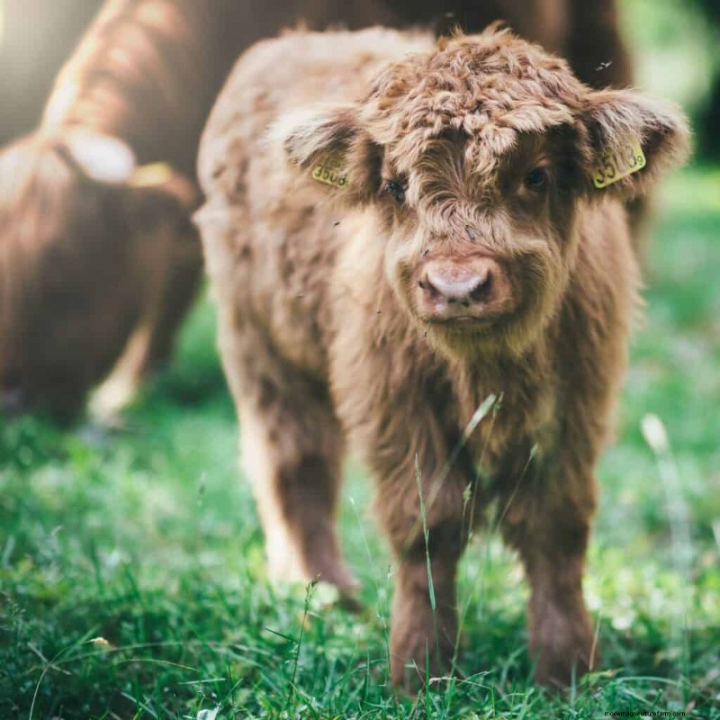 Nombres únicos de vacas:más de 777 ideas para cada bovino 