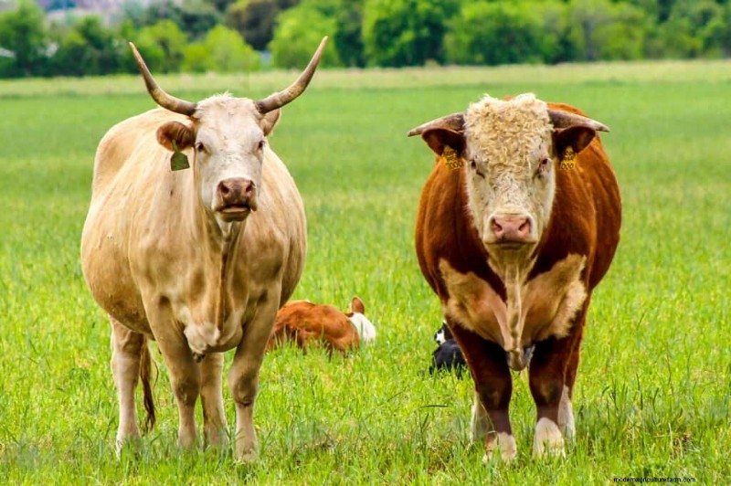 Nombres únicos de vacas:más de 777 ideas para cada bovino 