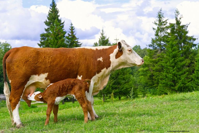 Nombres únicos de vacas:más de 777 ideas para cada bovino 