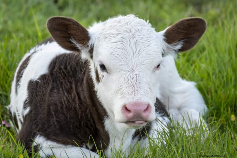 Nombres únicos de vacas:más de 777 ideas para cada bovino 