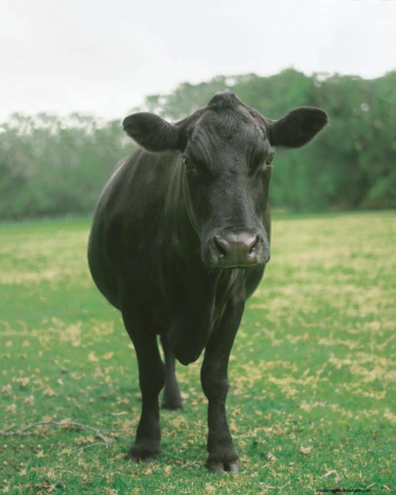 Nombres únicos de vacas:más de 777 ideas para cada bovino 