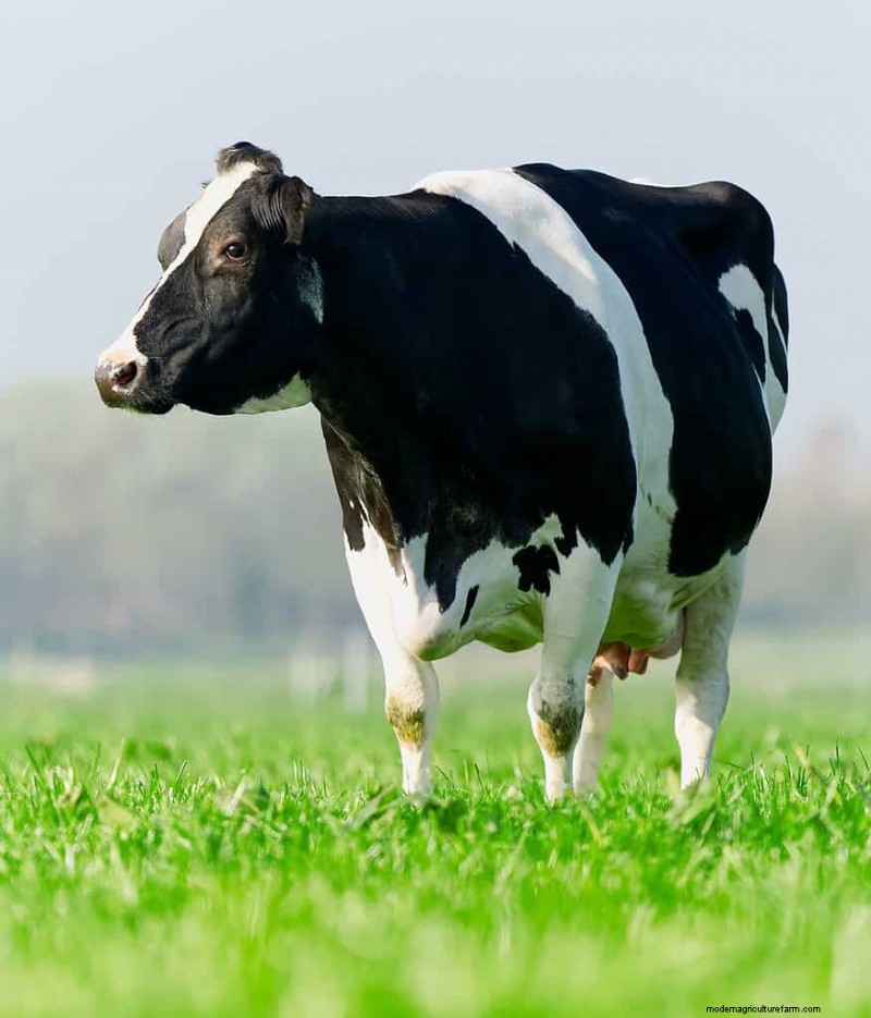 Nombres únicos de vacas:más de 777 ideas para cada bovino 