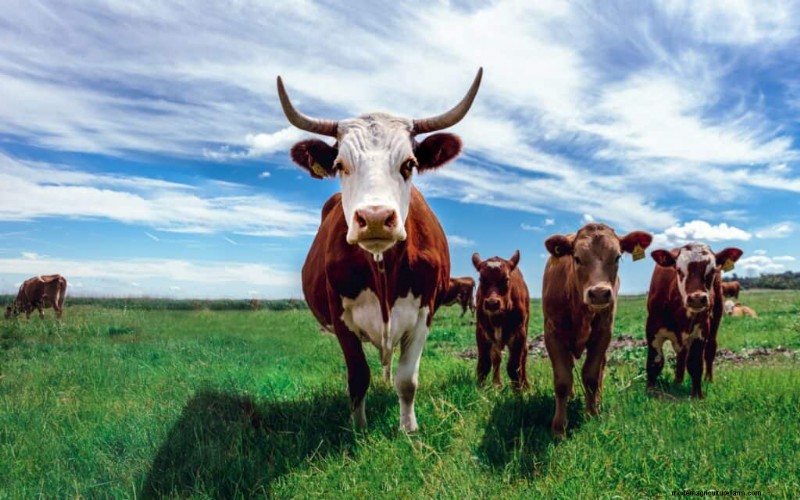 Nombres únicos de vacas:más de 777 ideas para cada bovino 