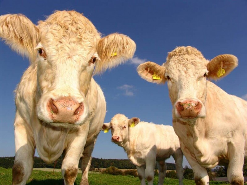 Nombres únicos de vacas:más de 777 ideas para cada bovino 