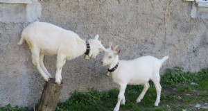 Ideas de enriquecimiento para cabras:creación de un parque infantil divertido y estimulante 