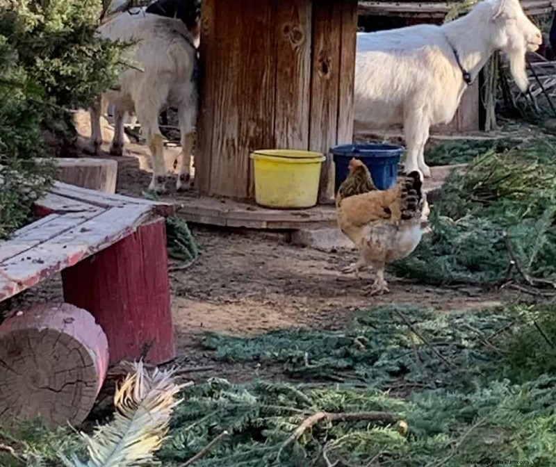 Idee di arricchimento per le capre:creare un parco giochi divertente e stimolante 