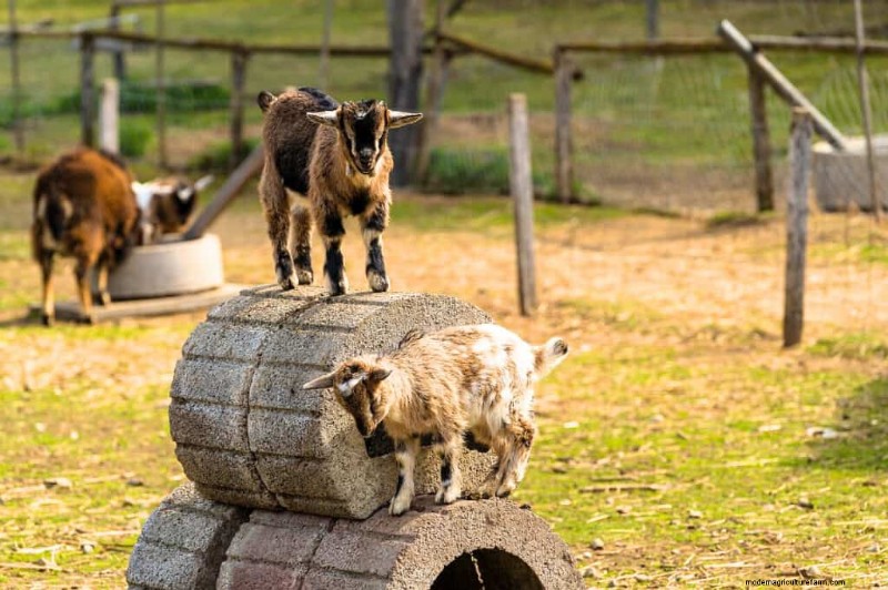 Idee di arricchimento per le capre:creare un parco giochi divertente e stimolante 