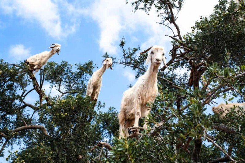 Idee di arricchimento per le capre:creare un parco giochi divertente e stimolante 