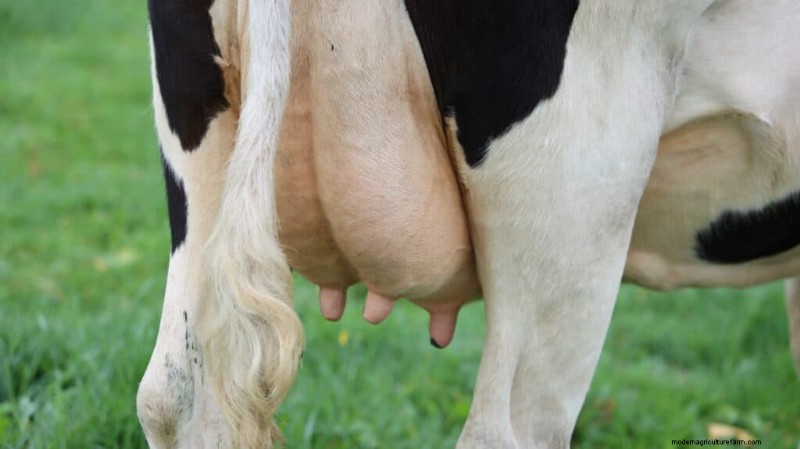 Koeprijzen:kostenfactoren en koopgids voor boeren 