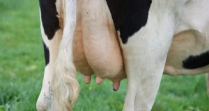 Precios de las vacas:factores de costo y guía de compra para agricultores 