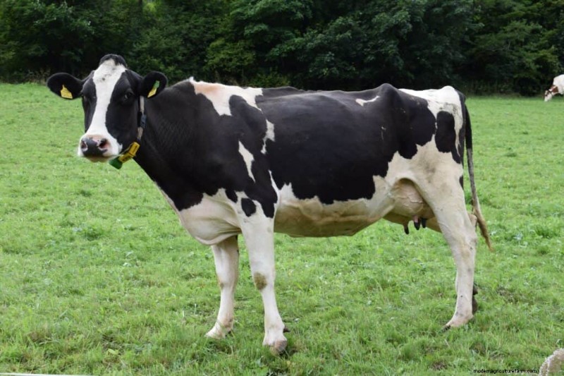Koeprijzen:kostenfactoren en koopgids voor boeren 