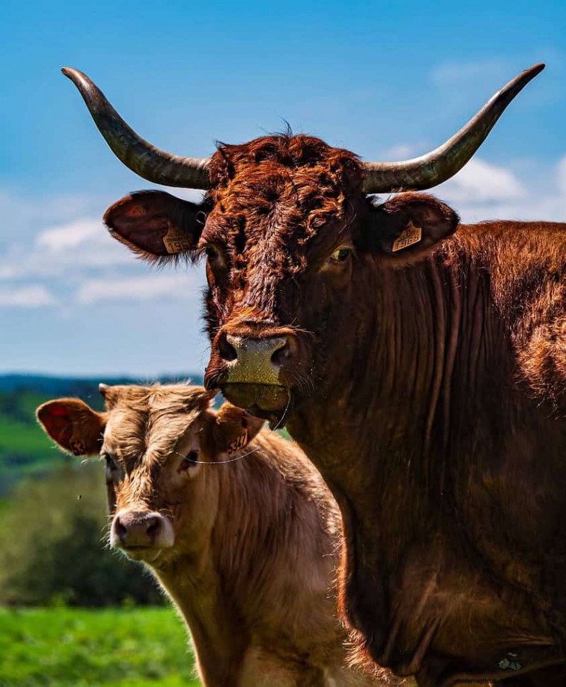 Koeprijzen:kostenfactoren en koopgids voor boeren 