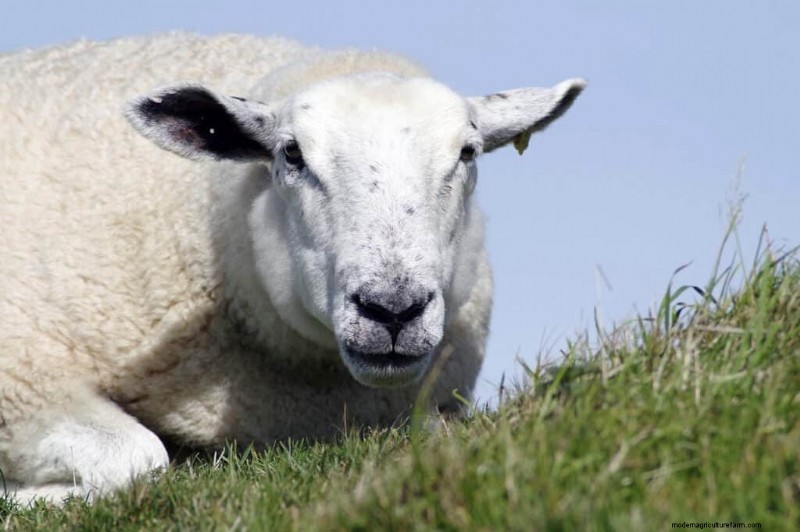 Le migliori razze ovine da carne per la redditività dell azienda agricola | [Anno] 