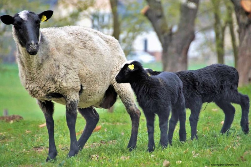 Le migliori razze ovine da carne per la redditività dell azienda agricola | [Anno] 
