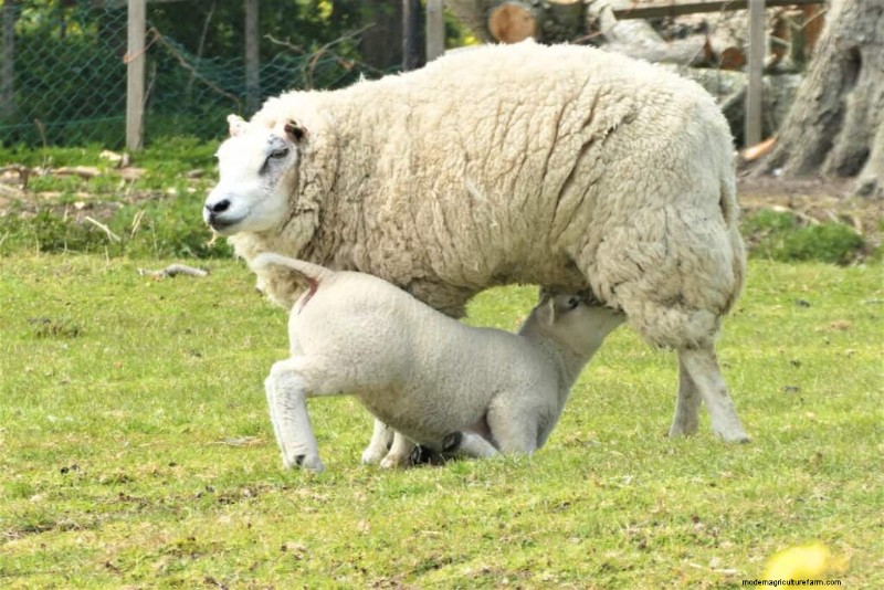 Le migliori razze ovine da carne per la redditività dell azienda agricola | [Anno] 
