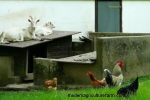Geitenstalontwerpen:4 creatieve en functionele schuilplaatsideeën voor homesteaders 