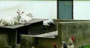 Geitenstalontwerpen:4 creatieve en functionele schuilplaatsideeën voor homesteaders 