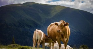 Ubres de vaca:anatomía, función y número de pezones:una guía completa 