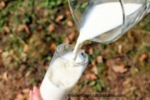 牛の乳房:解剖学、機能、乳頭の数 - 包括的なガイド 