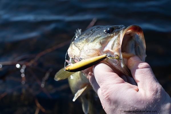 Aquaponics voor Largemouth Bass:een uitgebreide gids 