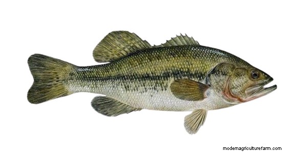 Aquaponics voor Largemouth Bass:een uitgebreide gids 