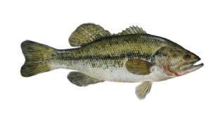 Aquaponics voor Largemouth Bass:een uitgebreide gids 