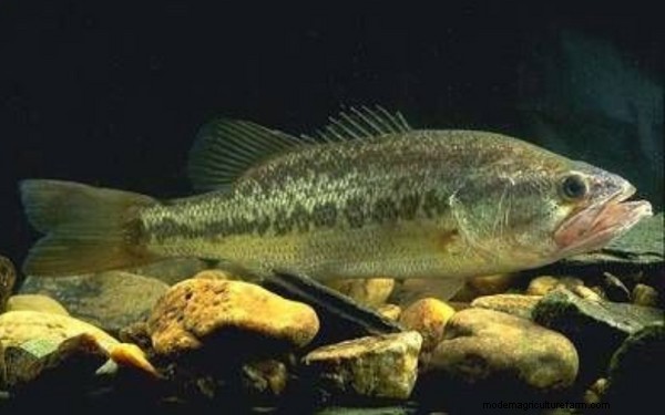 Aquaponics voor Largemouth Bass:een uitgebreide gids 