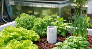 Lavasteen in aquaponics:voordelen en beste praktijken 