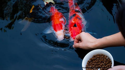 Outdoor-Aquaponik:Ein umfassender Leitfaden zur nachhaltigen Lebensmittelproduktion 