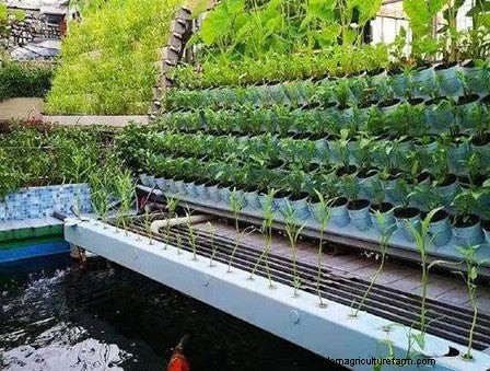 Outdoor-Aquaponik:Ein umfassender Leitfaden zur nachhaltigen Lebensmittelproduktion 