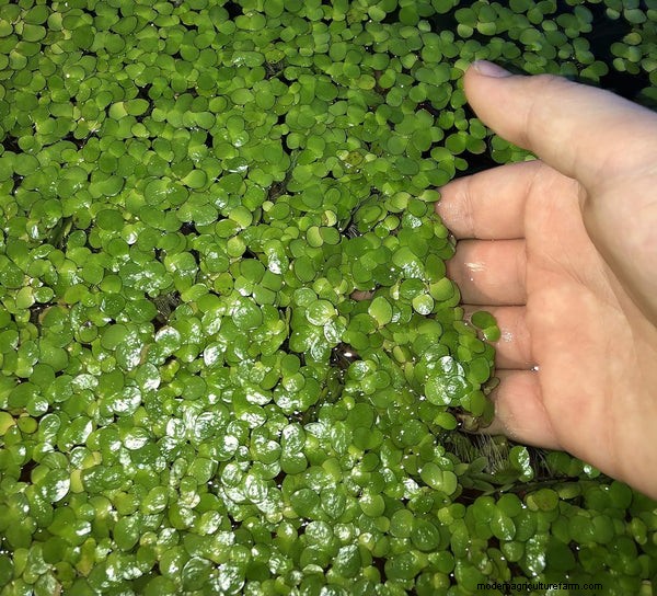 Duurzame en kosteneffectieve visvoeralternatieven voor aquaponics 