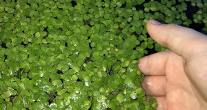 持続可能でコスト効率の高いアクアポニックス用の魚の餌の代替品 